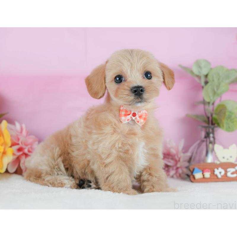 販売中の静岡県のマルプー:マルチーズ×トイプードル-425659の6枚目