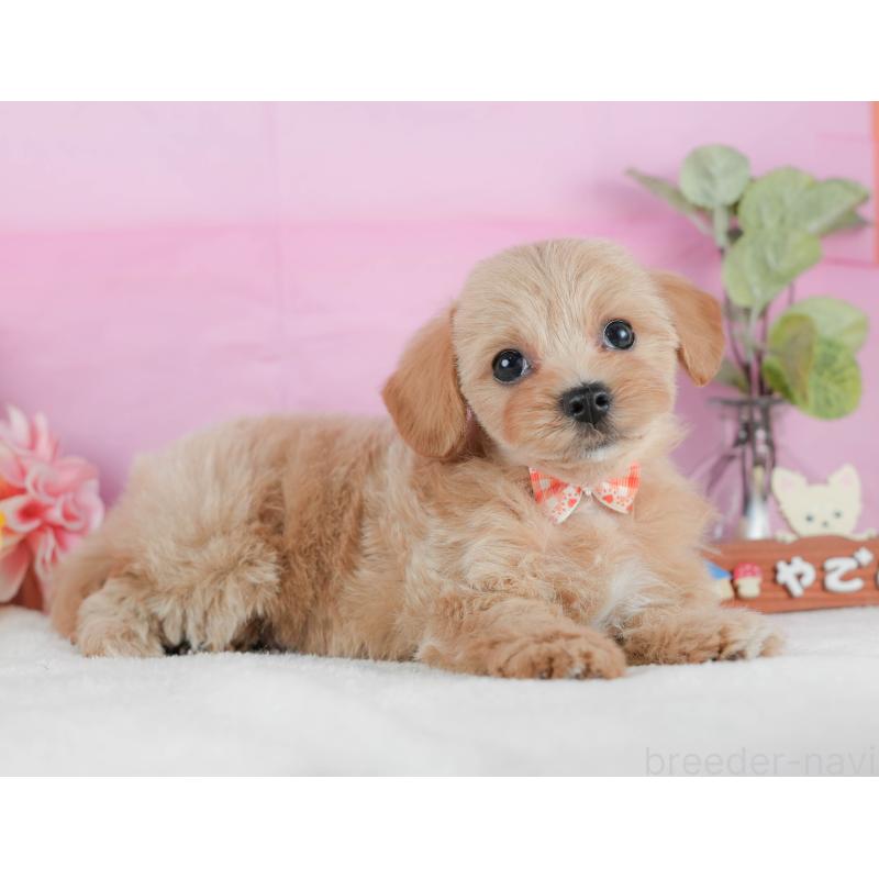 販売中の静岡県のマルプー:マルチーズ×トイプードル-425659の5枚目