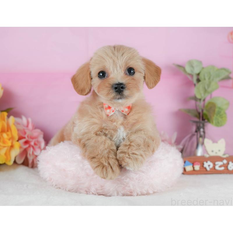 販売中の静岡県のマルプー:マルチーズ×トイプードル-425659の4枚目