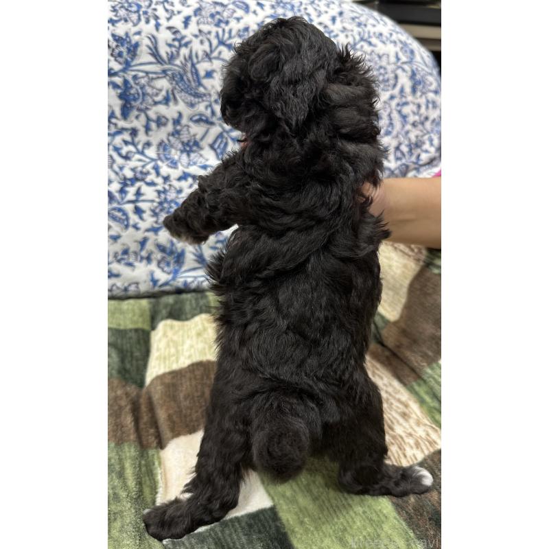 販売中の三重県のタイニープードル-425542の3枚目