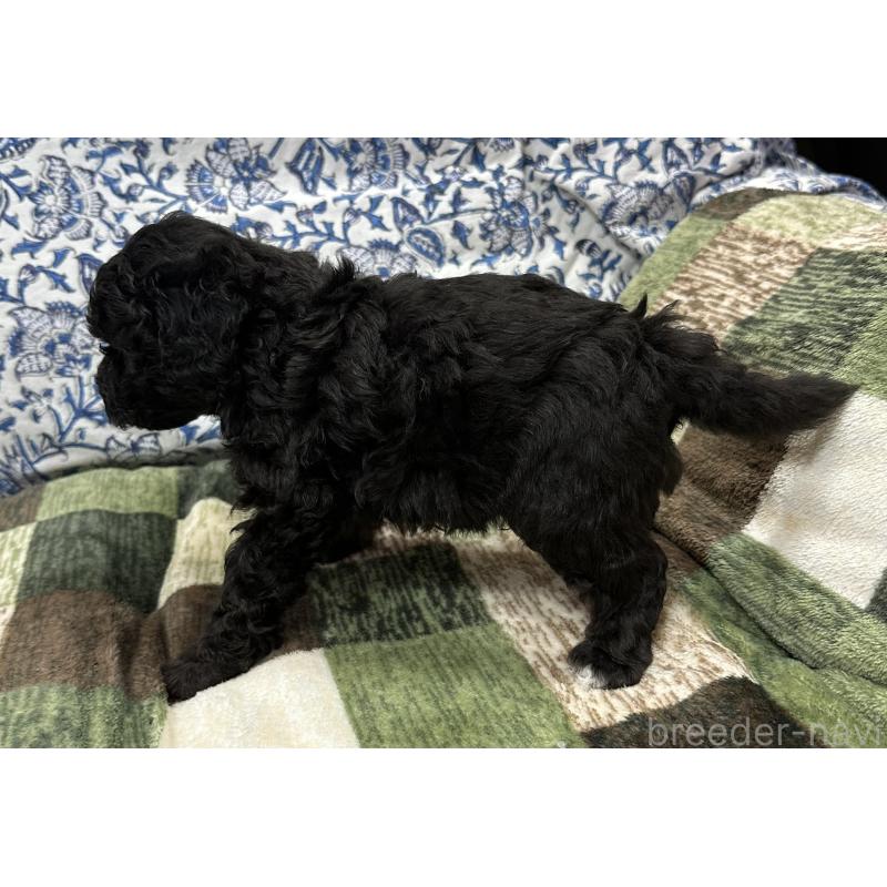 販売中の三重県のタイニープードル-425542の2枚目