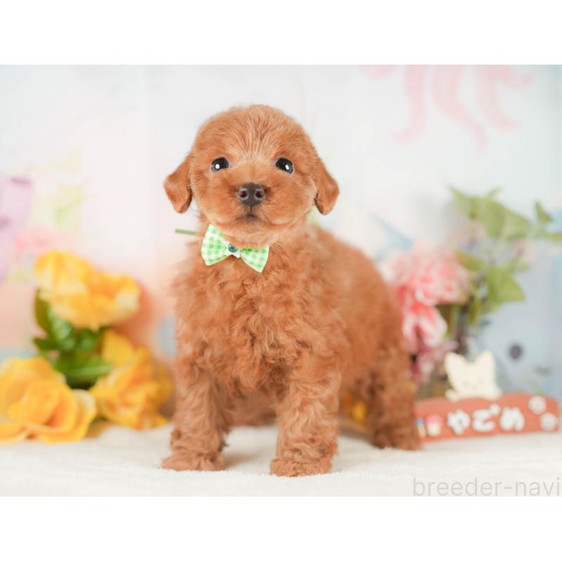 販売中の静岡県のトイプードル-425663の9枚目