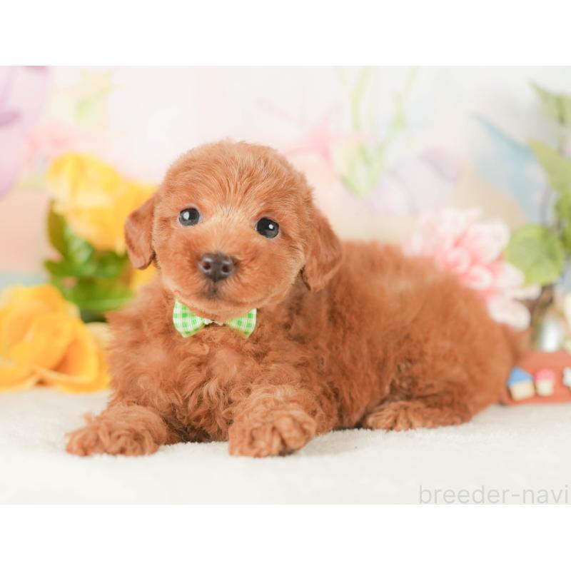 販売中の静岡県のトイプードル-425663の8枚目