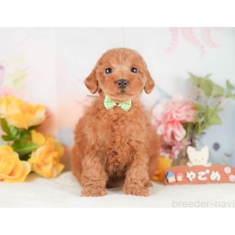 販売中の静岡県のトイプードル-425663の7枚目