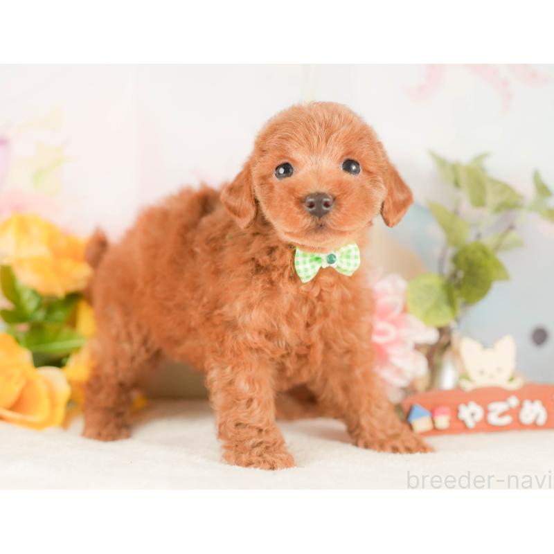 販売中の静岡県のトイプードル-425663の6枚目