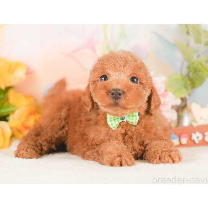 販売中の静岡県のトイプードル-425663の5枚目