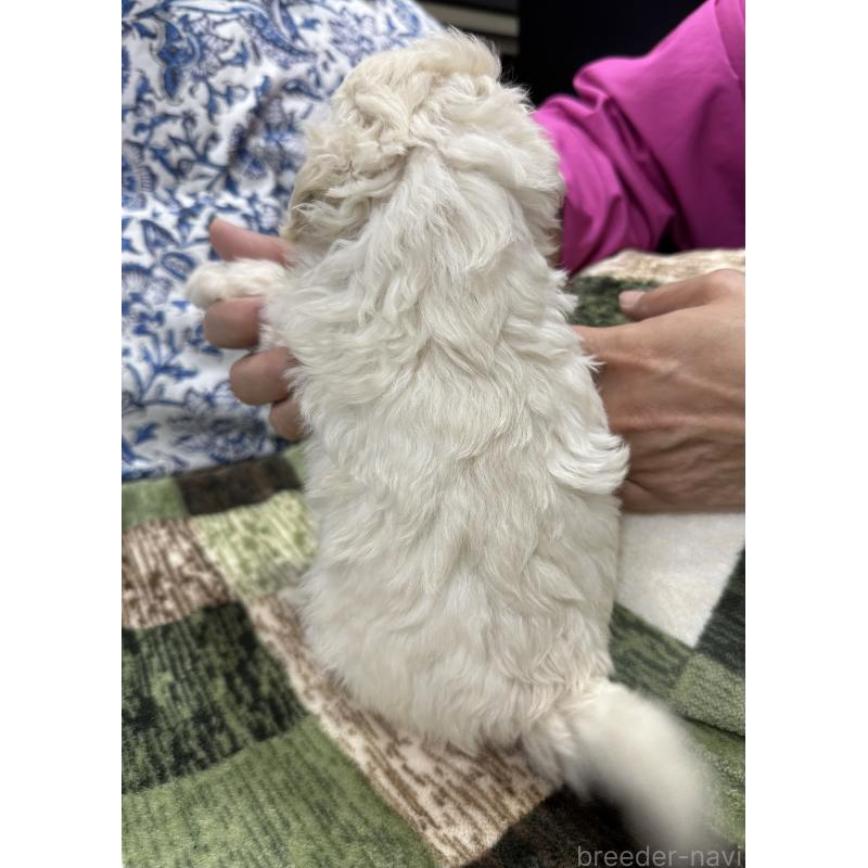 販売中の三重県のタイニープードル-425543の3枚目