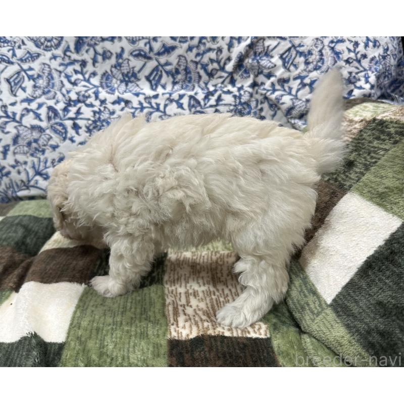 販売中の三重県のタイニープードル-425543の2枚目