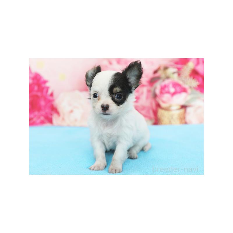 販売中の神奈川県のチワワ(ロングコート)-422097