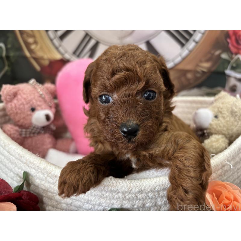 販売中の栃木県のトイプードル-423220