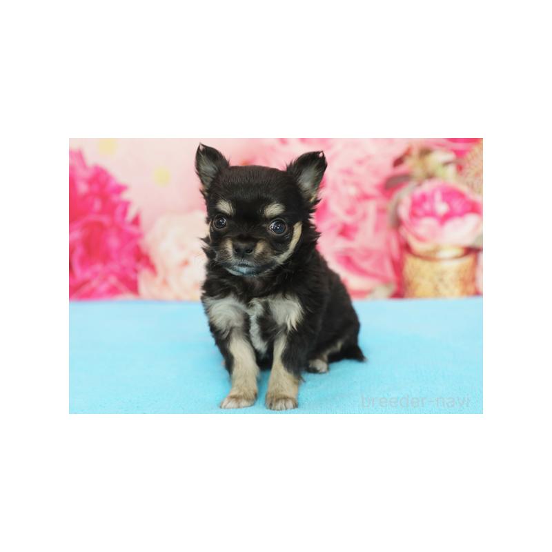 販売中の神奈川県のチワワ(ロングコート)-422098