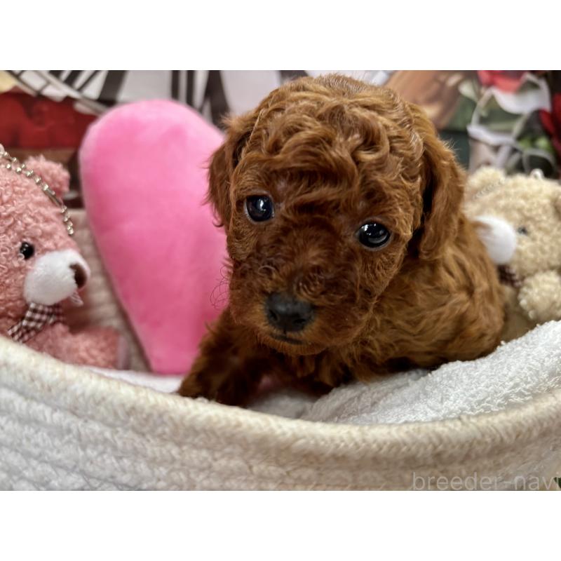 販売中の栃木県のトイプードル-423222