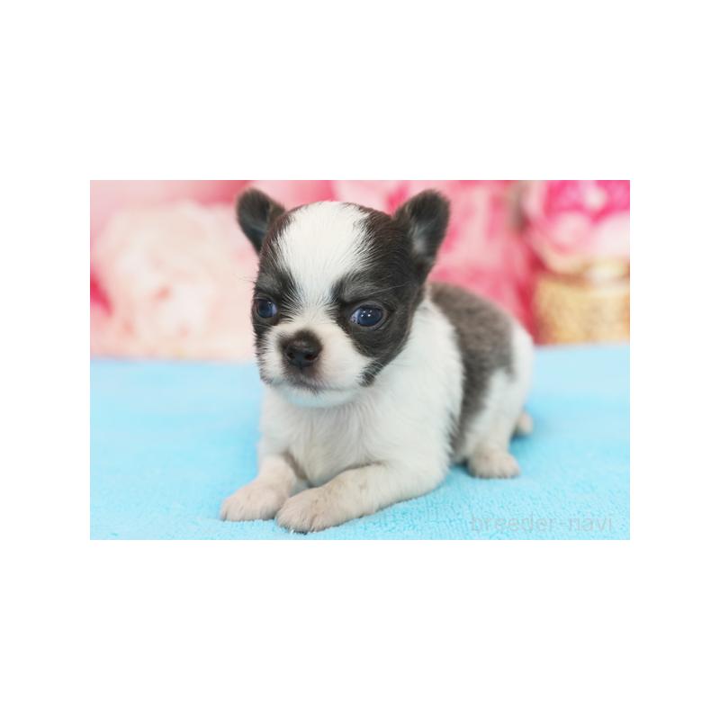 販売中の神奈川県のチワワ(ロングコート)-424160