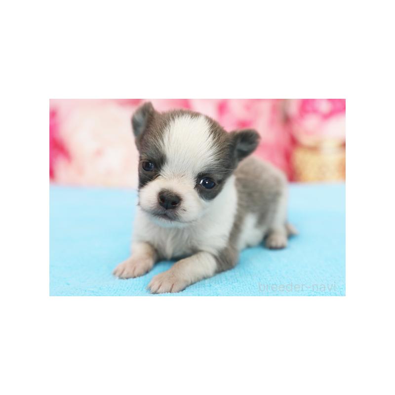 販売中の神奈川県のチワワ(ロングコート)-424161の1枚目