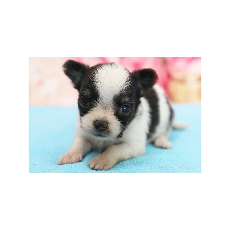 販売中の神奈川県のチワワ(ロングコート)-424163