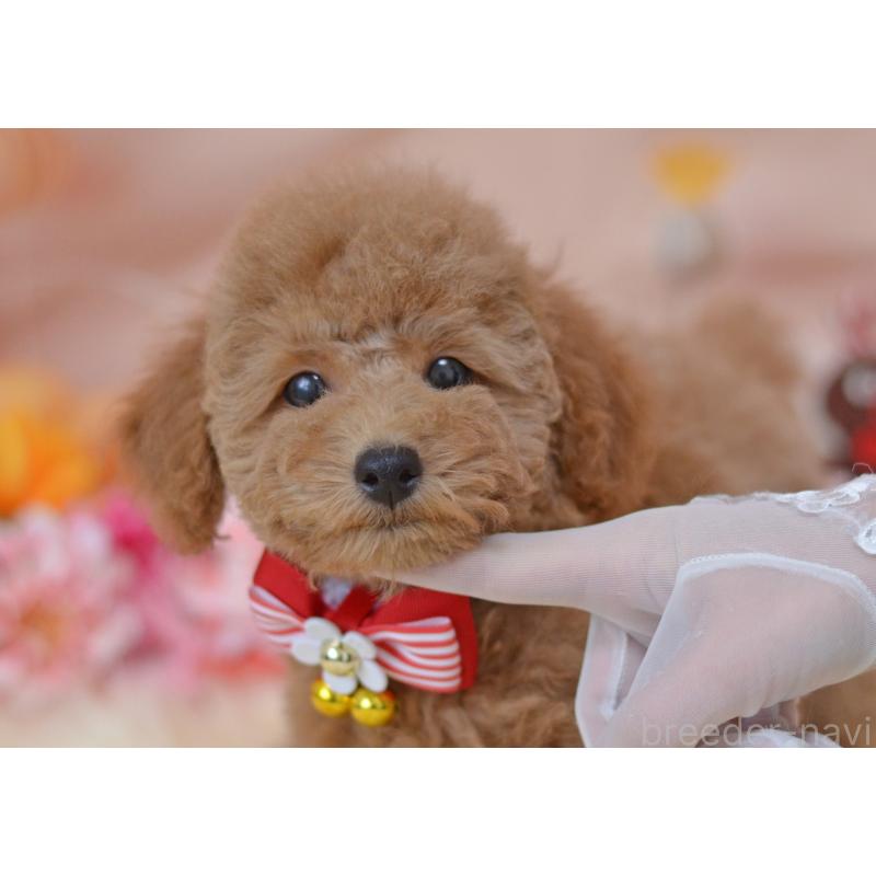 販売中の埼玉県のタイニープードル-418689の7枚目