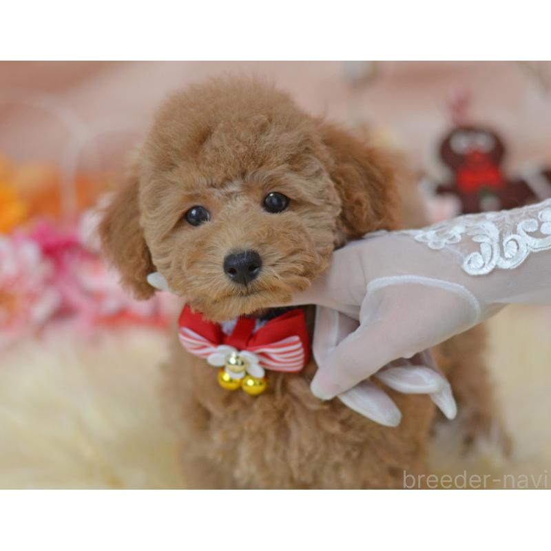 販売中の埼玉県のタイニープードル-418689の6枚目