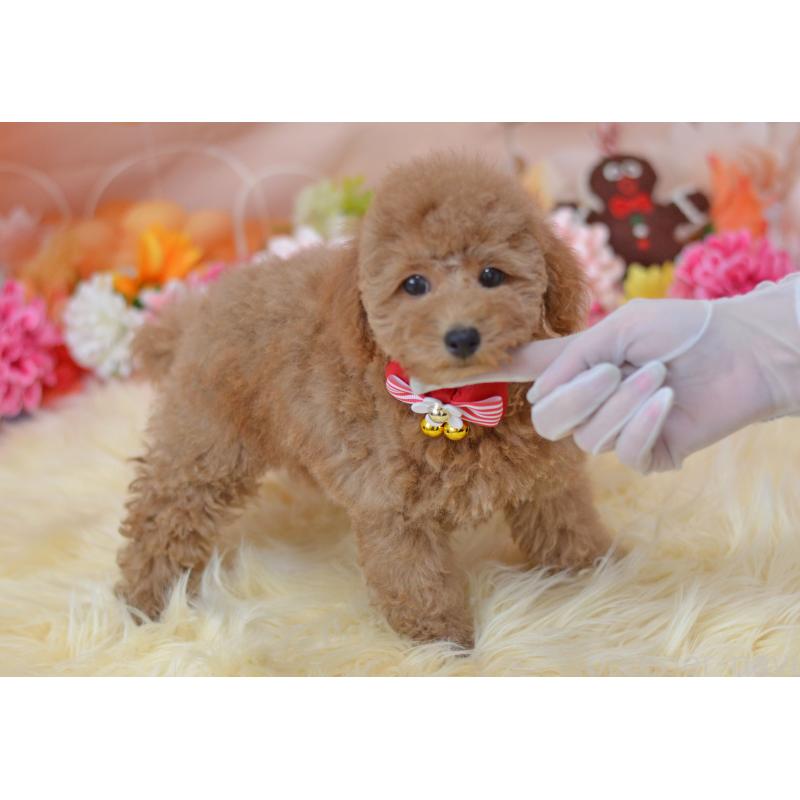 販売中の埼玉県のタイニープードル-418689の5枚目