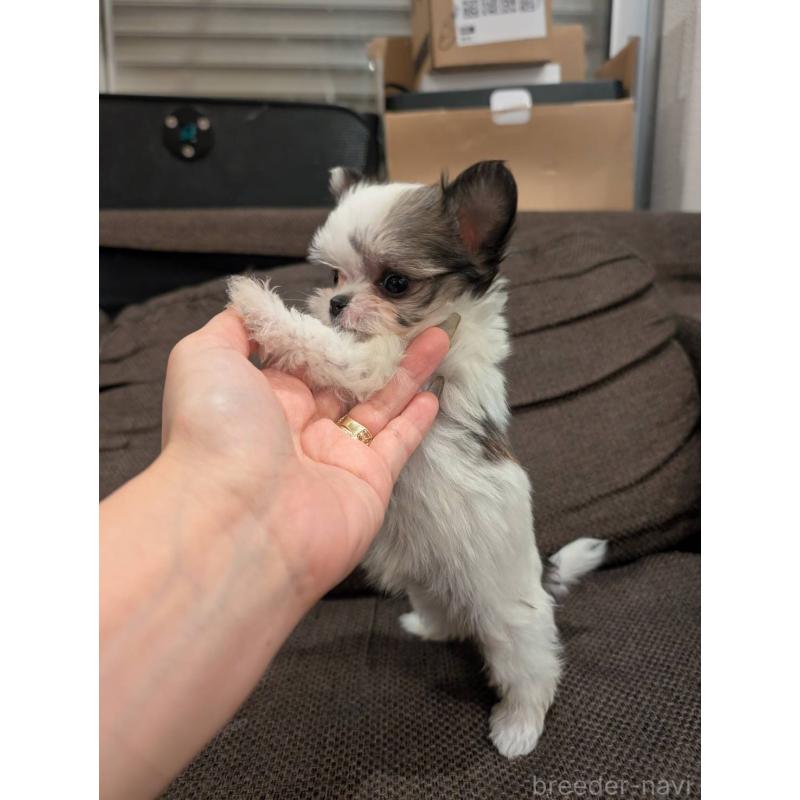 販売中の大阪府のチワマル:チワワ×マルチーズ-425544の6枚目