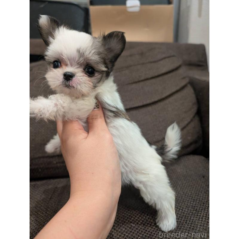販売中の大阪府のチワマル:チワワ×マルチーズ-425544の5枚目