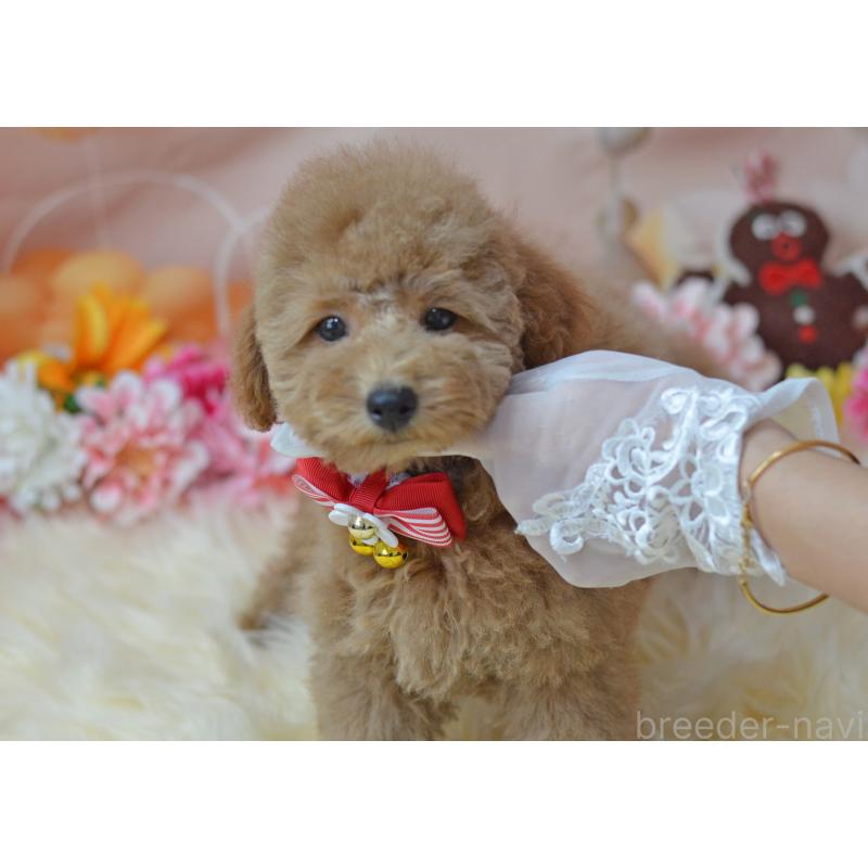 販売中の埼玉県のタイニープードル-418689の4枚目