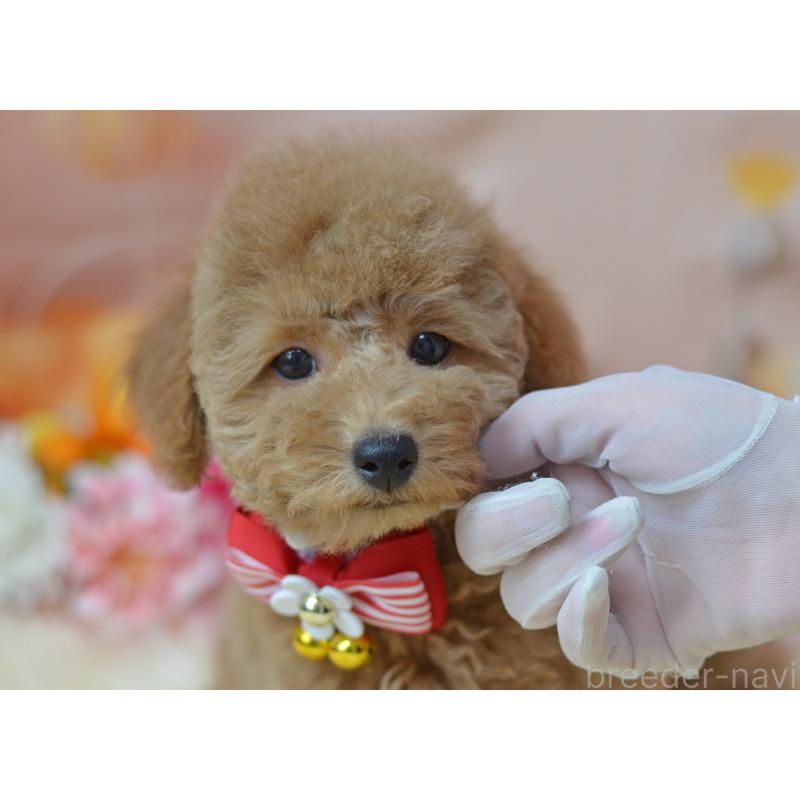 販売中の埼玉県のタイニープードル-418689の3枚目