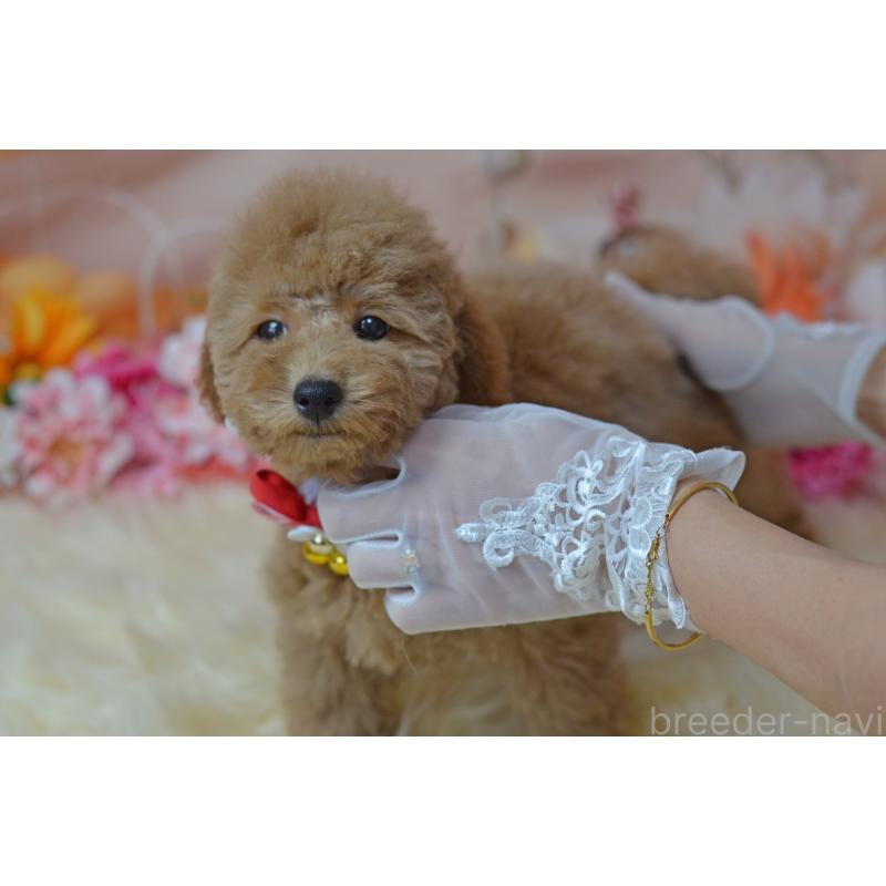 販売中の埼玉県のタイニープードル-418689の2枚目