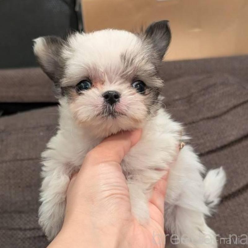 販売中の大阪府のチワマル:チワワ×マルチーズ-425544の1枚目