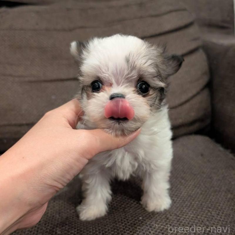 販売中の大阪府のチワマル:チワワ×マルチーズ-425544の3枚目
