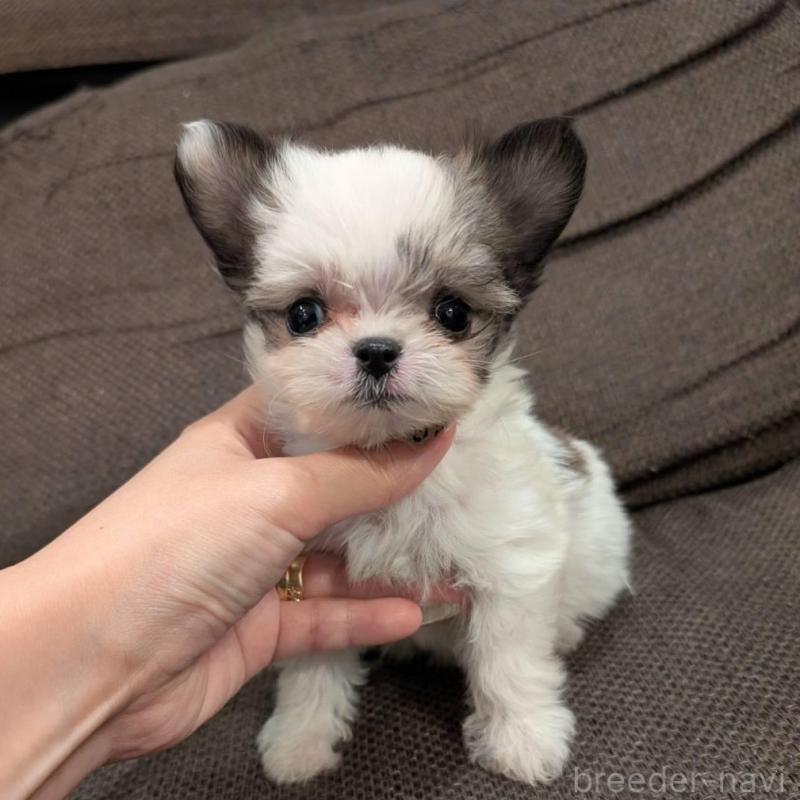 販売中の大阪府のチワマル:チワワ×マルチーズ-425544の2枚目