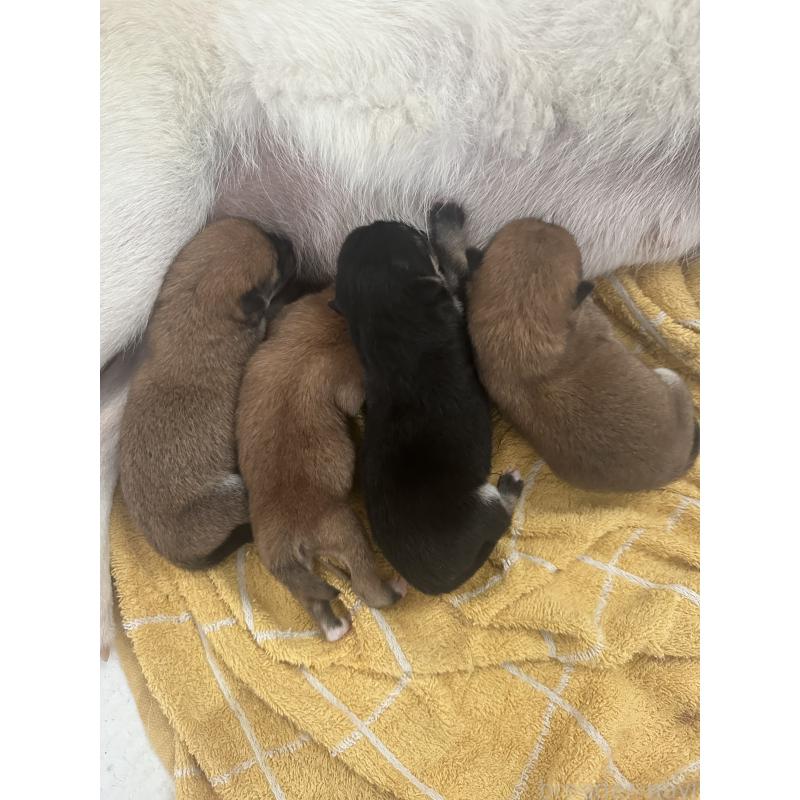 販売中の兵庫県の豆柴-424962の5枚目