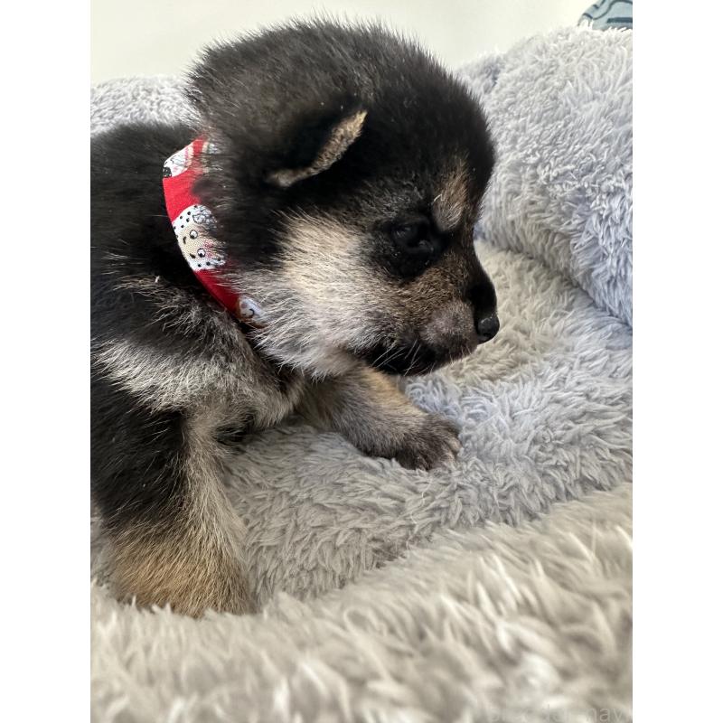 販売中の兵庫県の豆柴-424962の3枚目