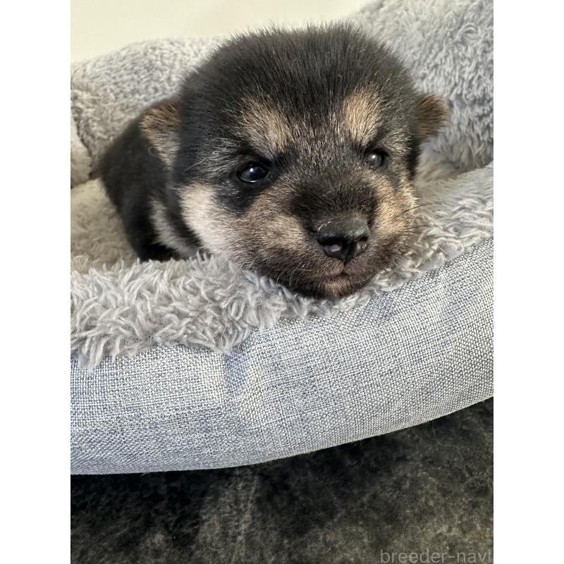 販売中の兵庫県の豆柴-424962の2枚目