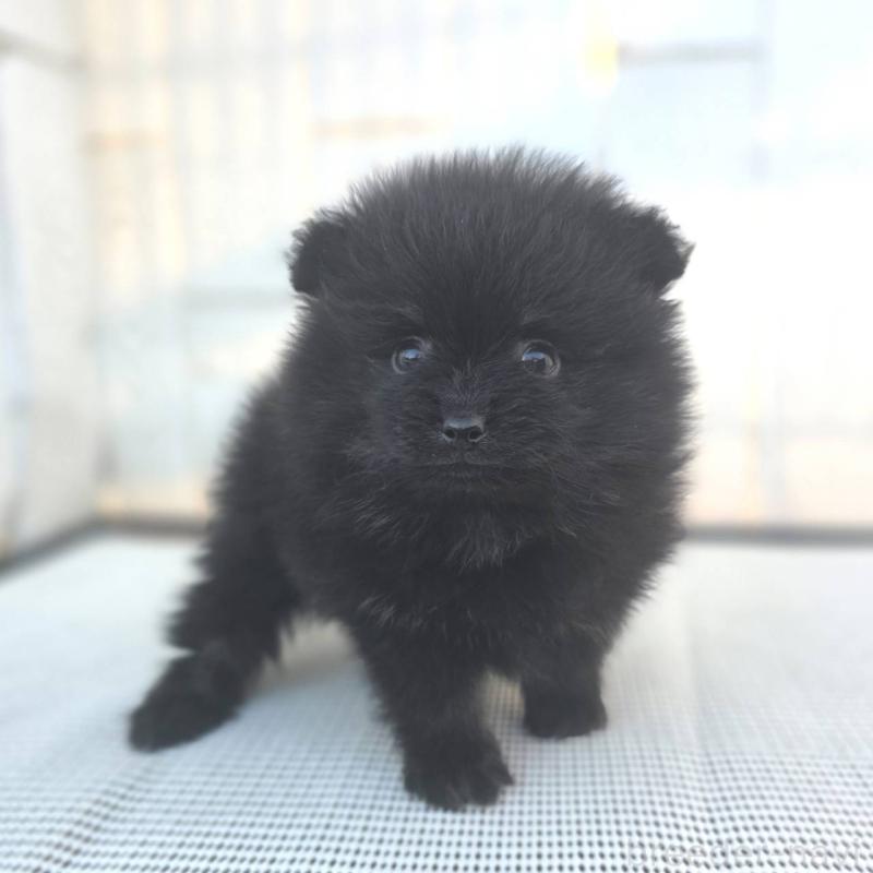 販売中の茨城県のポメラニアン-425545の11枚目