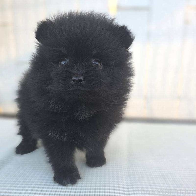 販売中の茨城県のポメラニアン-425545の10枚目