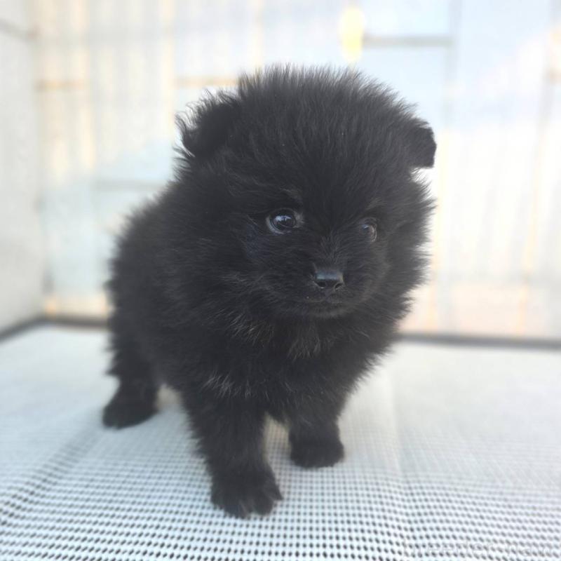 販売中の茨城県のポメラニアン-425545の9枚目