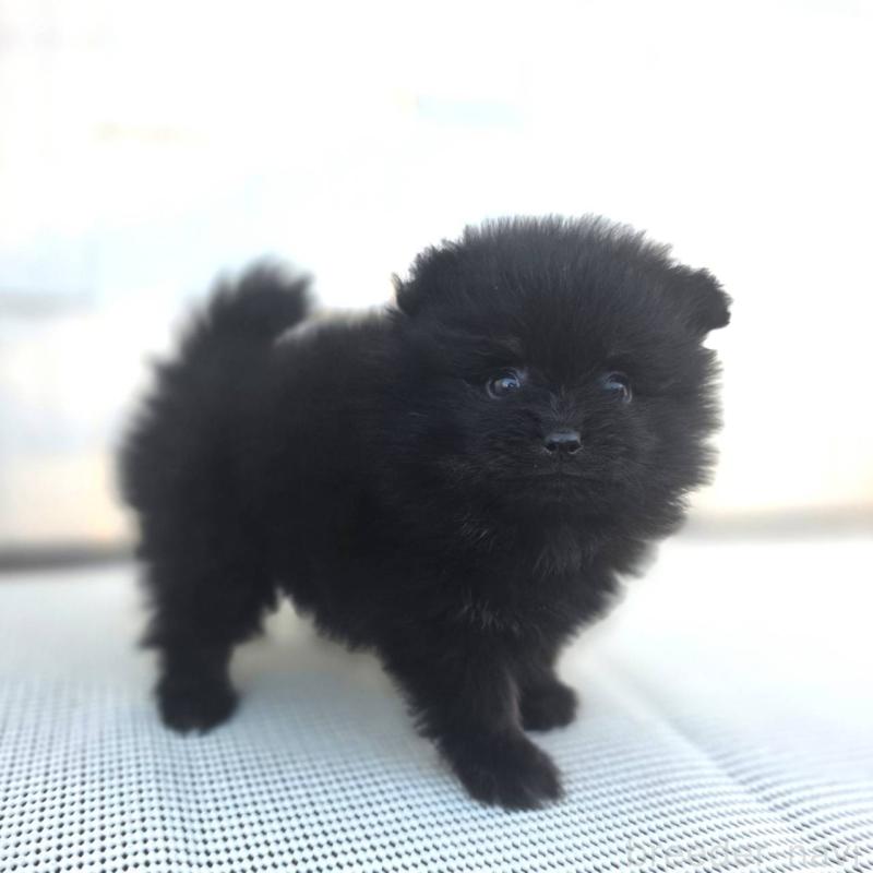 販売中の茨城県のポメラニアン-425545の8枚目