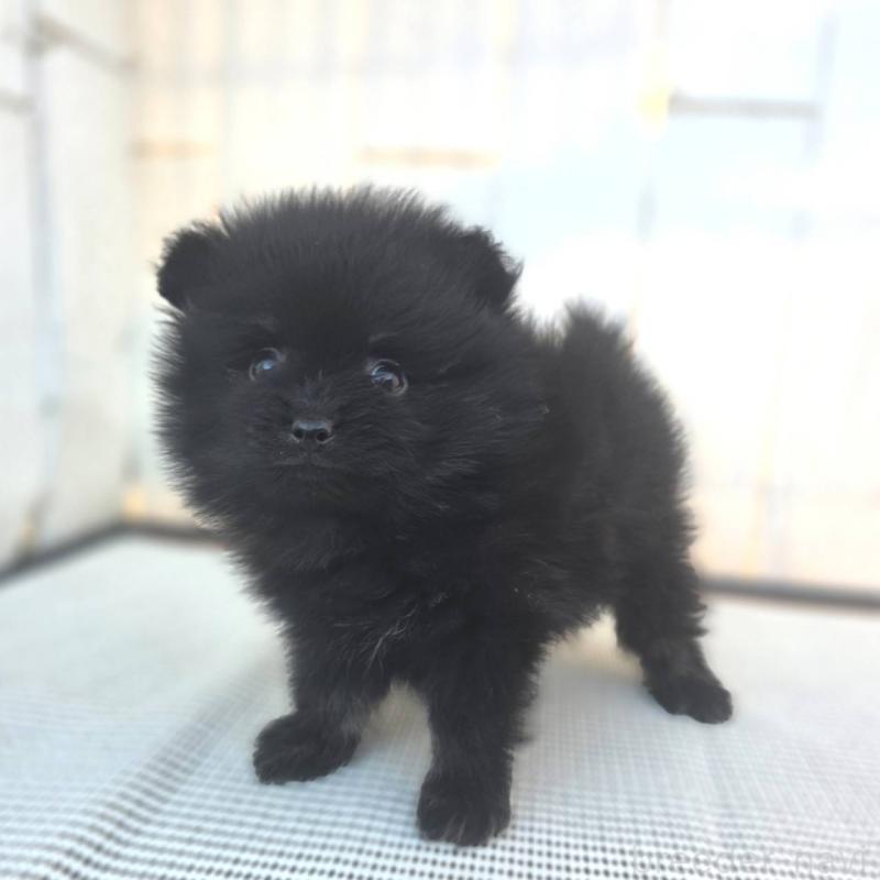 販売中の茨城県のポメラニアン-425545の7枚目