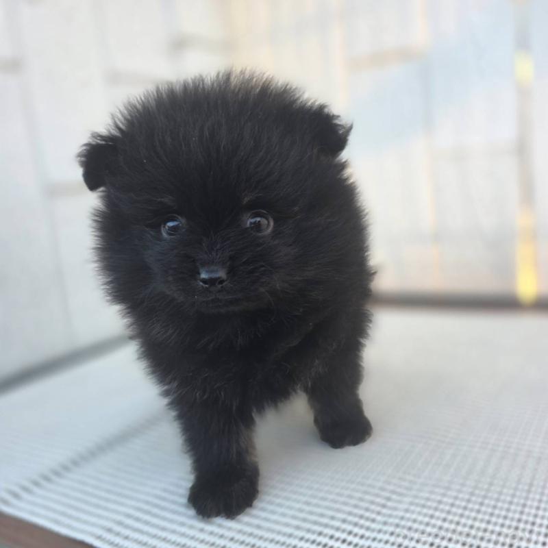 販売中の茨城県のポメラニアン-425545の6枚目