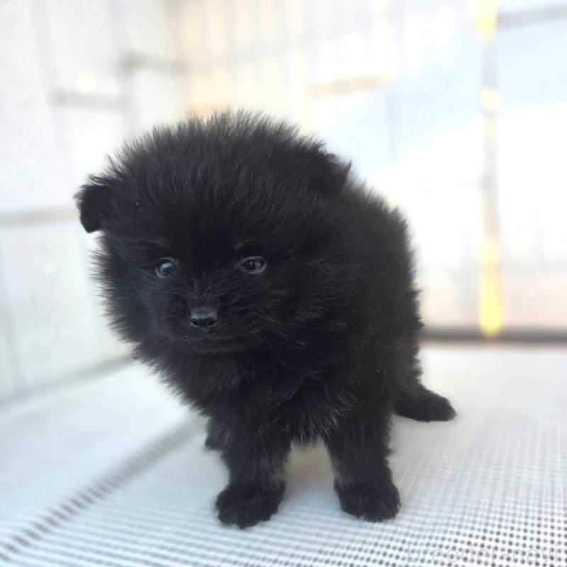 販売中の茨城県のポメラニアン-425545の5枚目