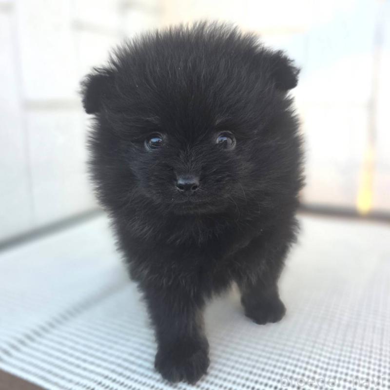 販売中の茨城県のポメラニアン-425545の4枚目