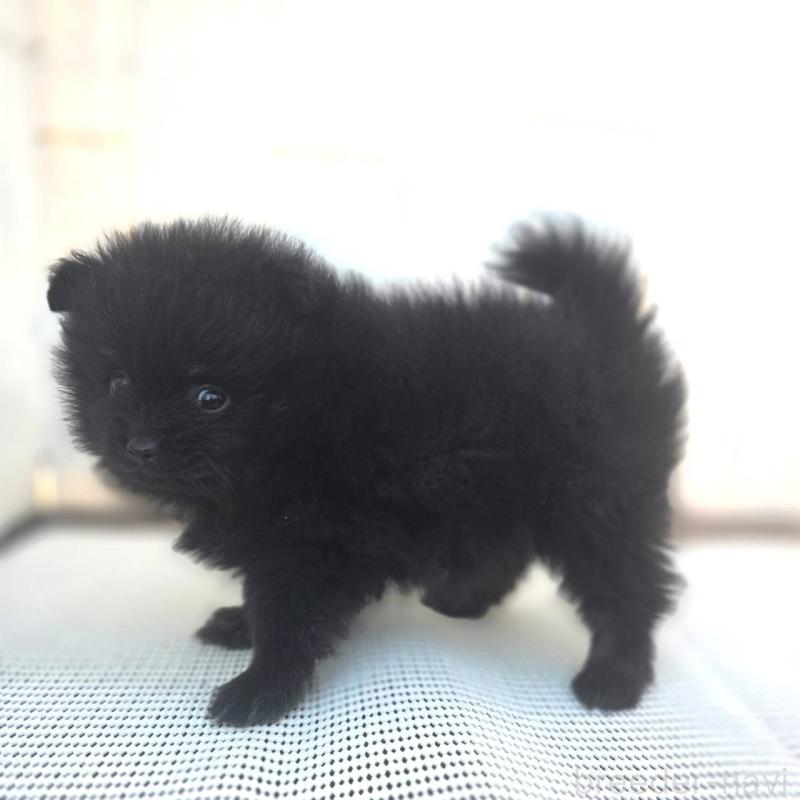 販売中の茨城県のポメラニアン-425545の3枚目