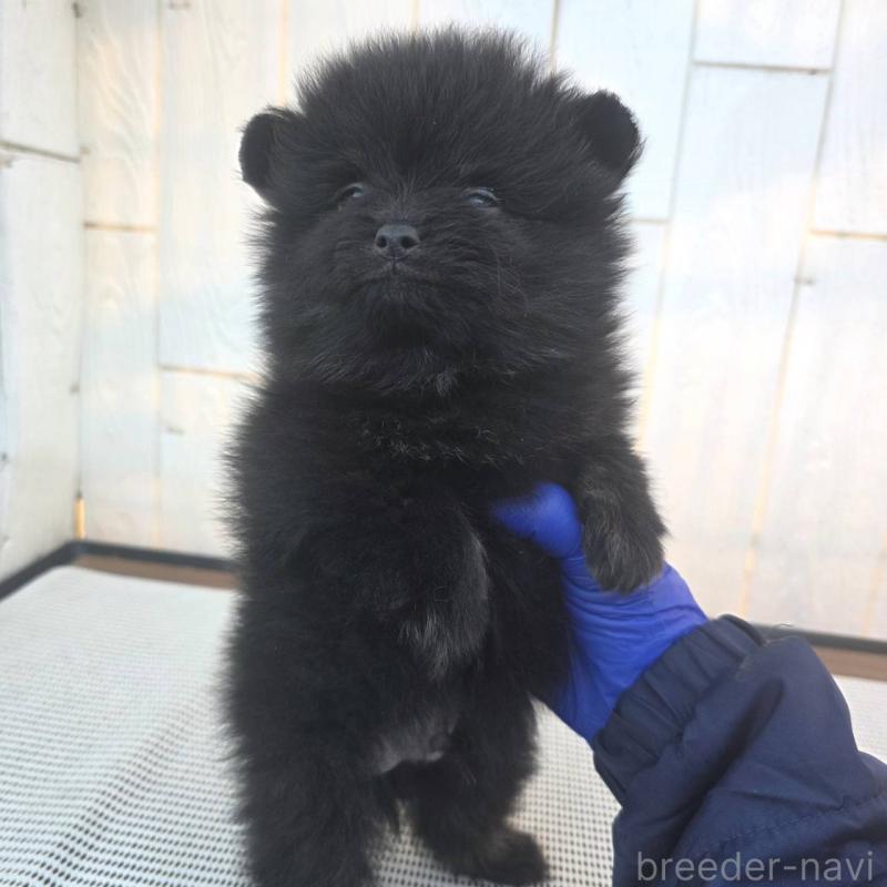 販売中の茨城県のポメラニアン-425545の2枚目