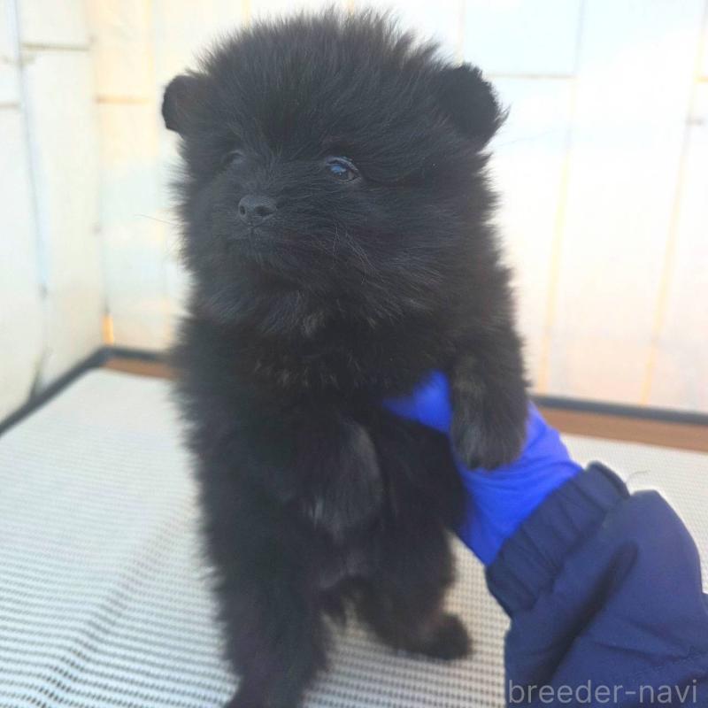 販売中の茨城県のポメラニアン-425545
