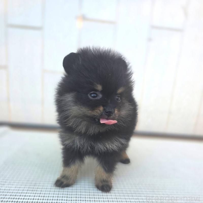 販売中の茨城県のポメラニアン-425546の15枚目