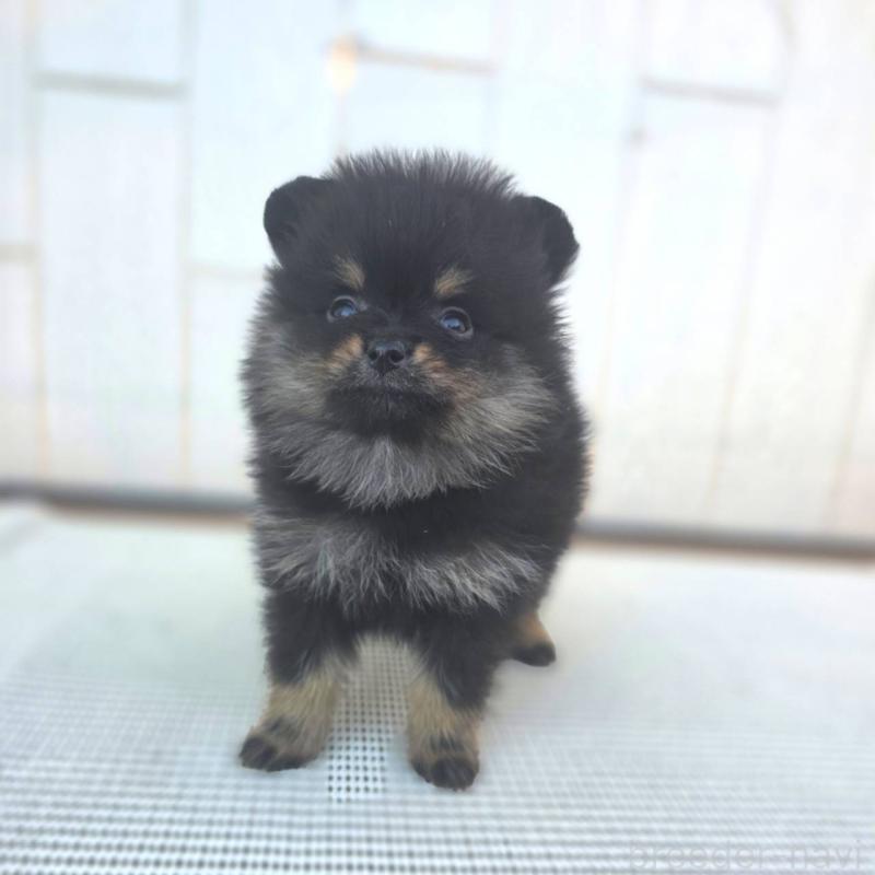 販売中の茨城県のポメラニアン-425546の14枚目