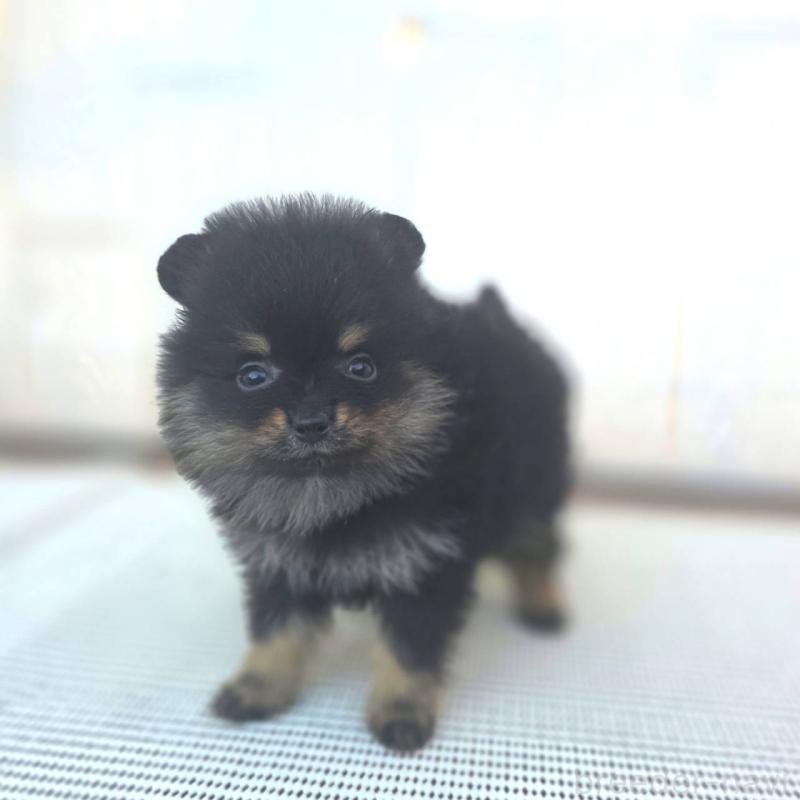 販売中の茨城県のポメラニアン-425546の13枚目