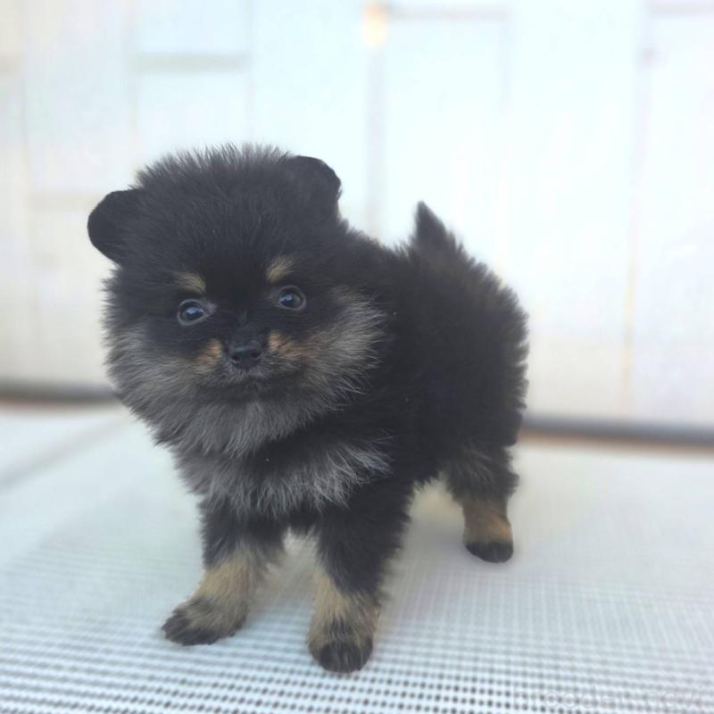 販売中の茨城県のポメラニアン-425546の12枚目