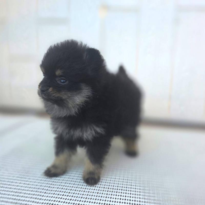 販売中の茨城県のポメラニアン-425546の10枚目