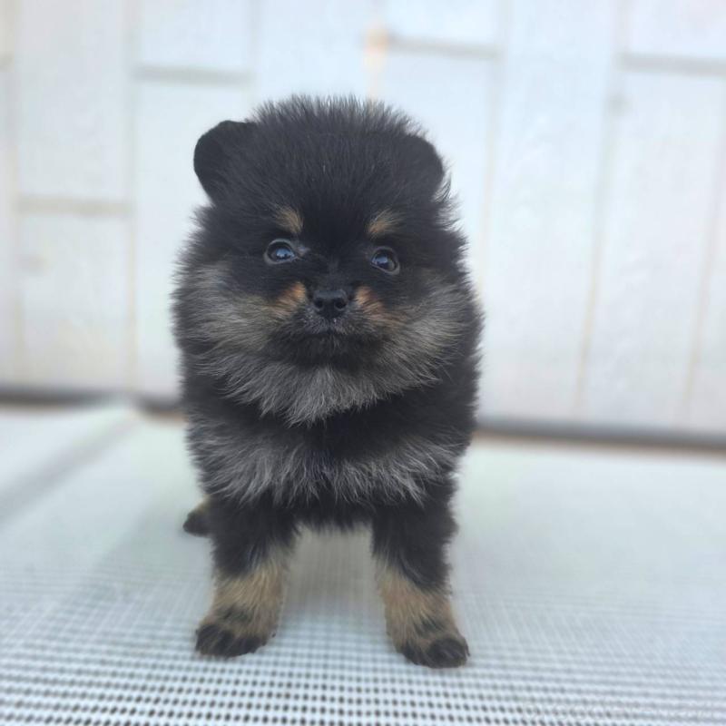 販売中の茨城県のポメラニアン-425546の11枚目